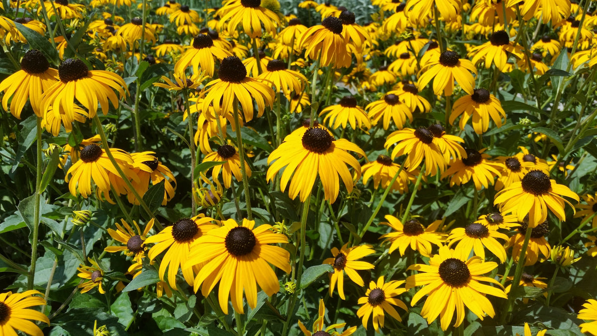 August Gardening Pesches Flowers & Garden Center