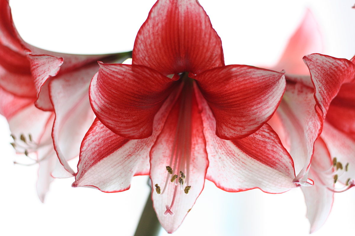 Awesome Amaryllis