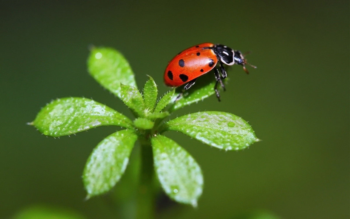 Attracting Beneficial Insects