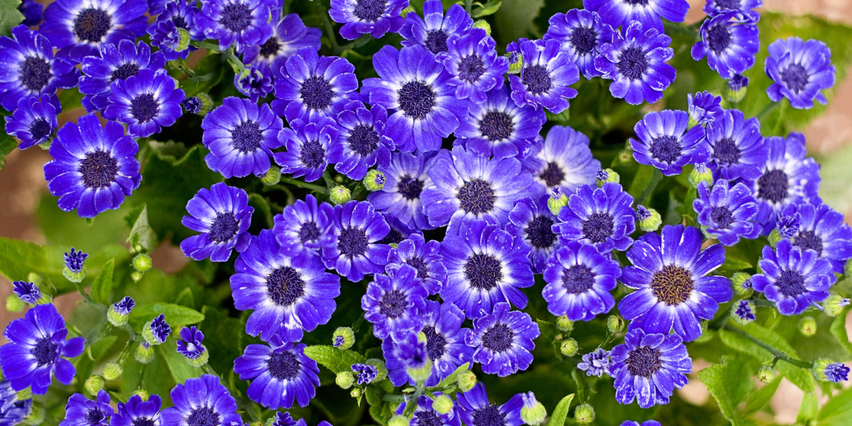 Understanding Plant Nutrition Pesches Flowers & Garden Center