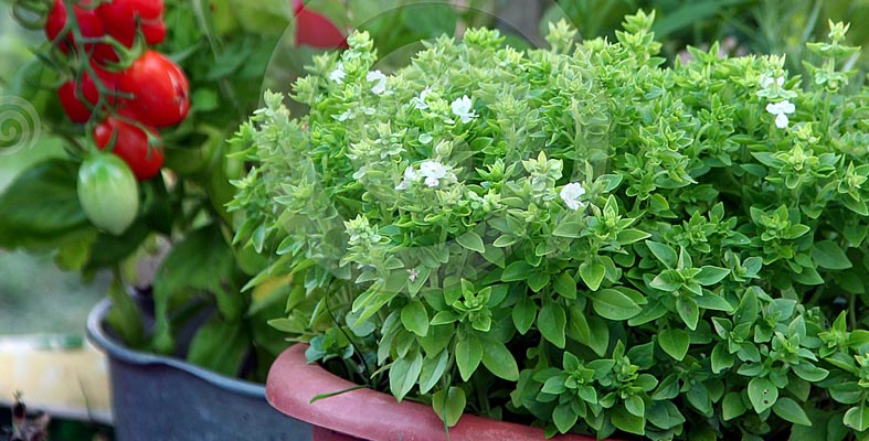 Container Gardening - Herbs and Veggies!