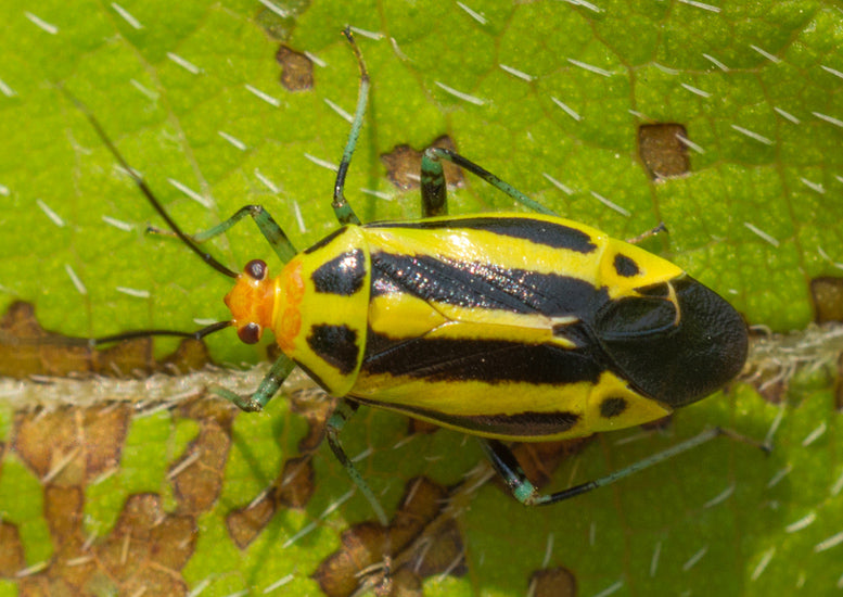 The Four Lined Plant Bug is a Real Thug!