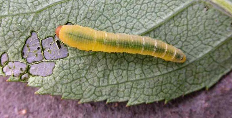 Rose Bush Slugs