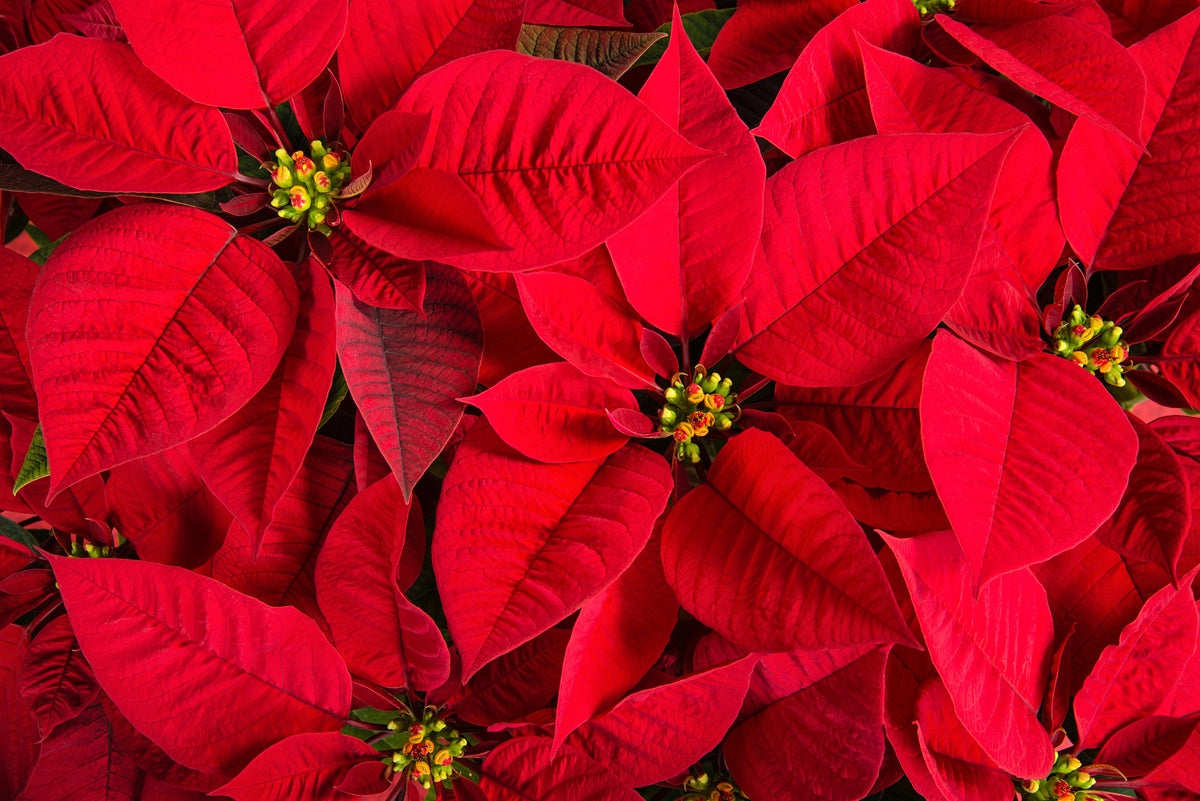How to Care for Your Poinsettia Pesches Flowers & Garden Center