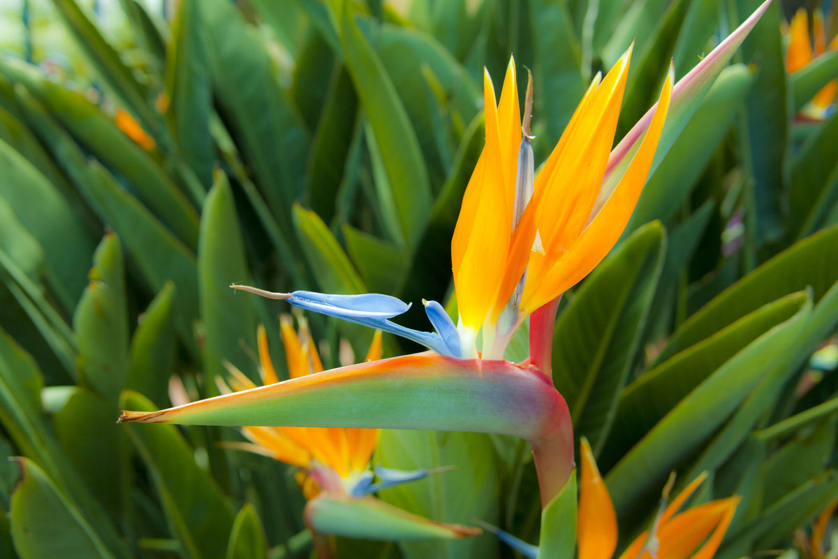 Bird of Paradise