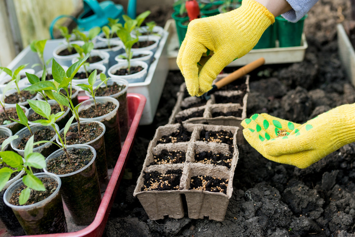 January Gardening