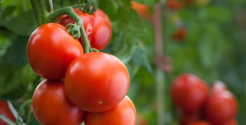 Give Your Tomatoes a Kick Start