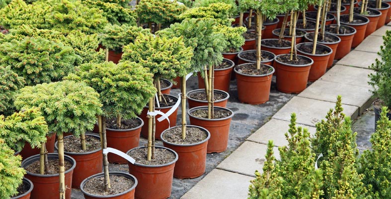 Winterizing New Trees & Shrubs