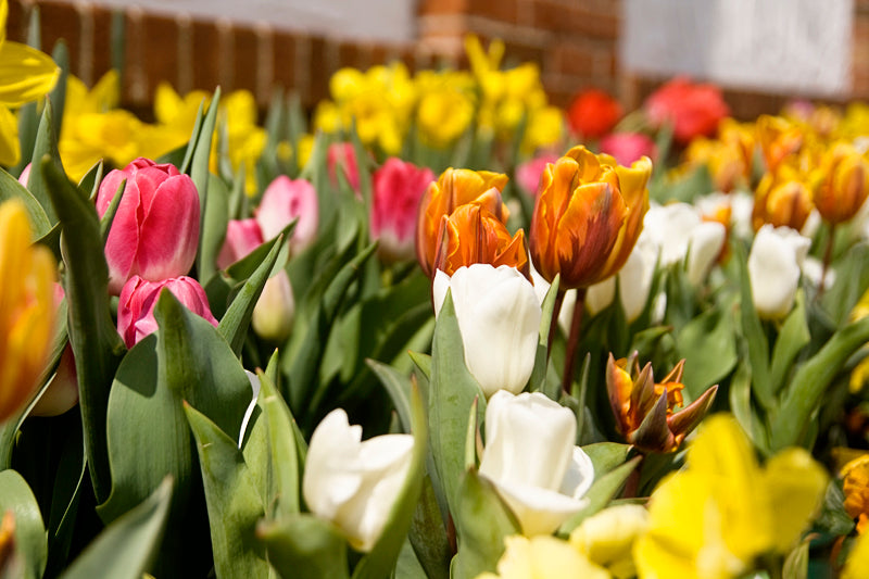 Deadhead Spring Flowering Bulbs