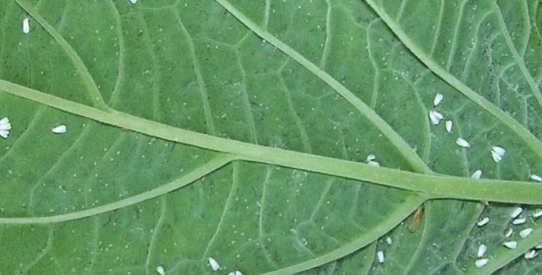 House Plant Pests in Winter