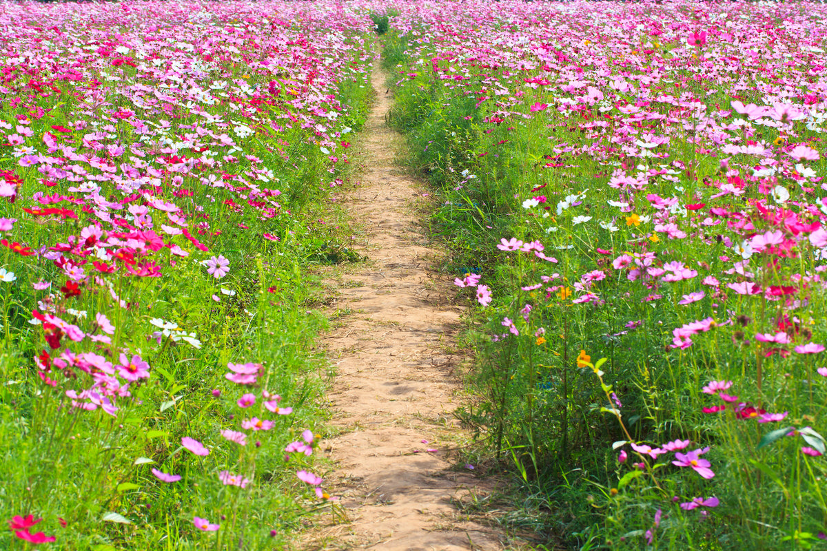 Plants Pesches Flowers & Garden Center