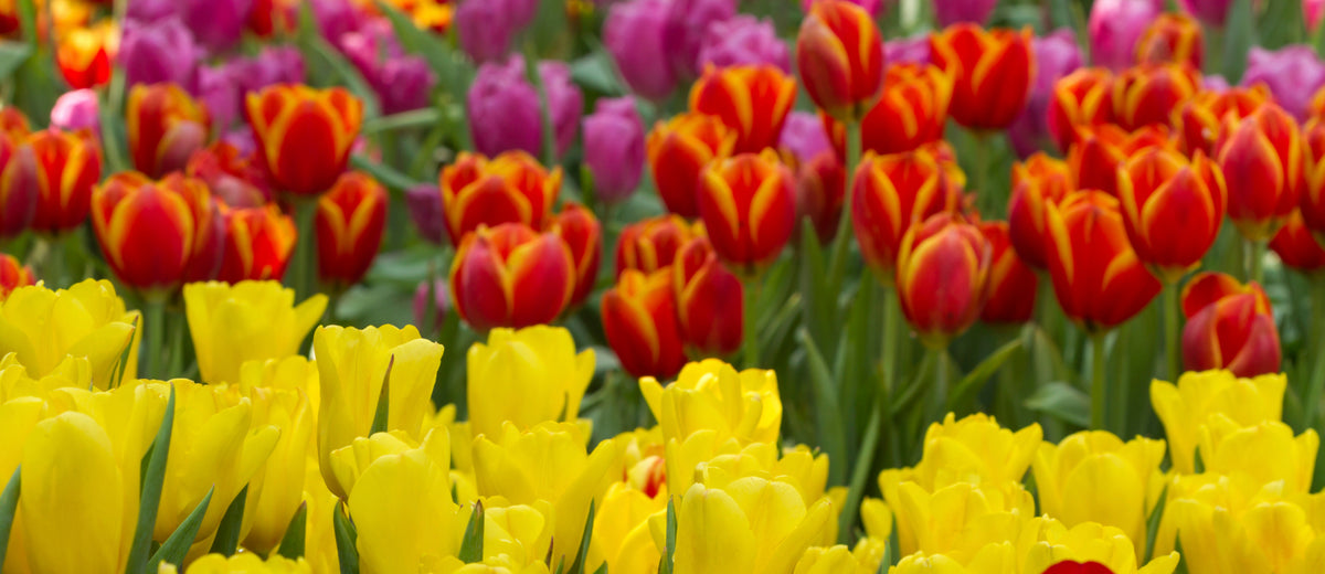 Spring Pesches Flowers & Garden Center