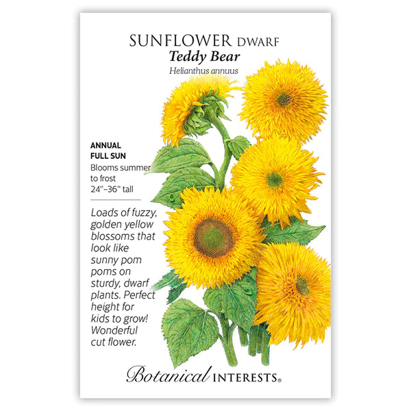 Sunflower 'Goldy Honey Bear' Pesches Flowers & Garden Center