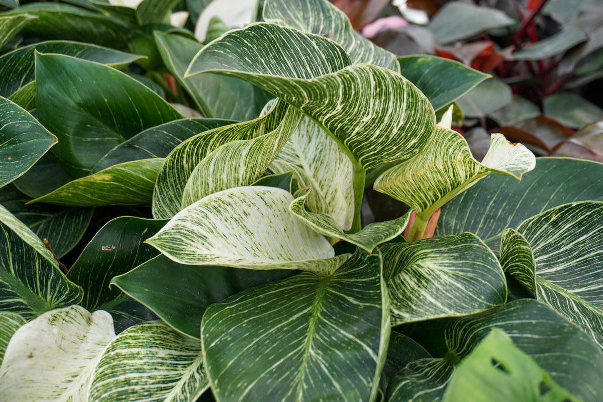 birkin philodendron Philodendron Birkin