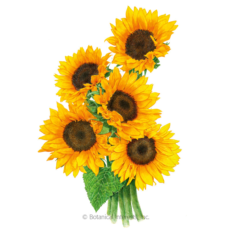 2032i_Sunflower-Zohar-