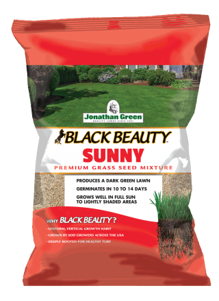 Black Beauty Sunny Grass Seed
