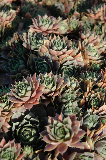 Hens And Chicks 'Red Heart'