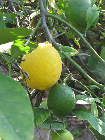 Lemon 'Meyer'