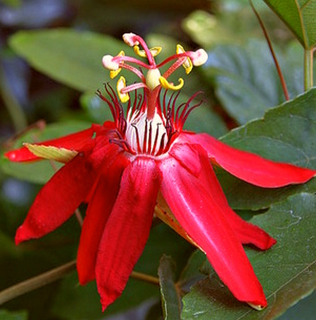 Coral Seas Passion Flower Pesches Flowers & Garden Center