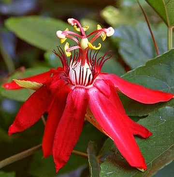 Coral Seas Passion Flower