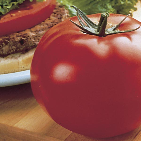 Tomato 'Whopper'