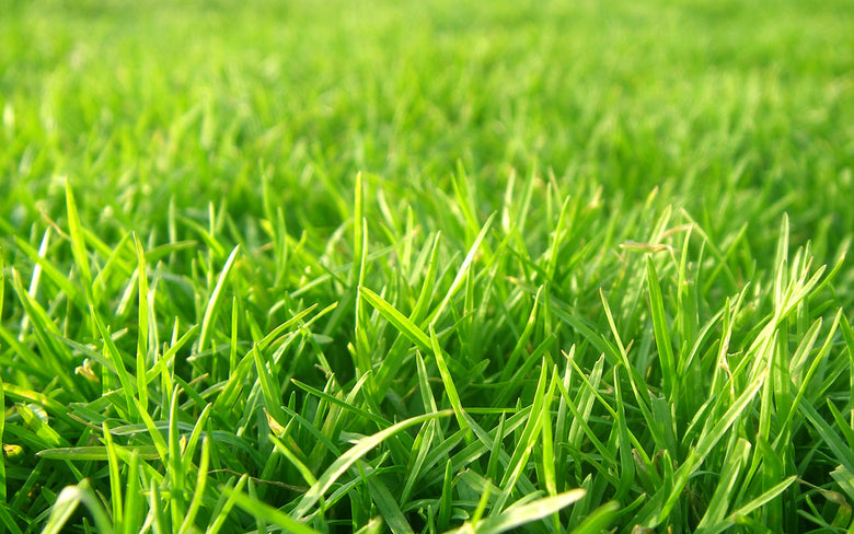 Natural Lawn Care