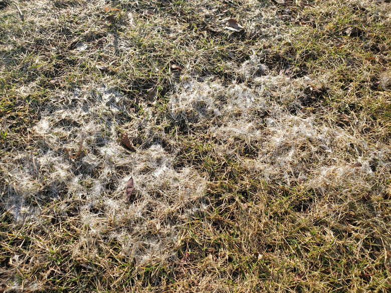 Snow Mold