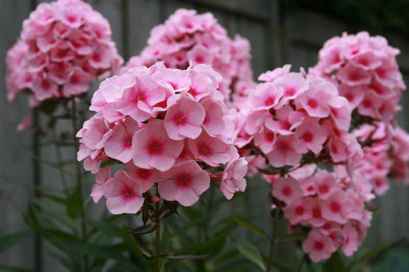 June Gardening
