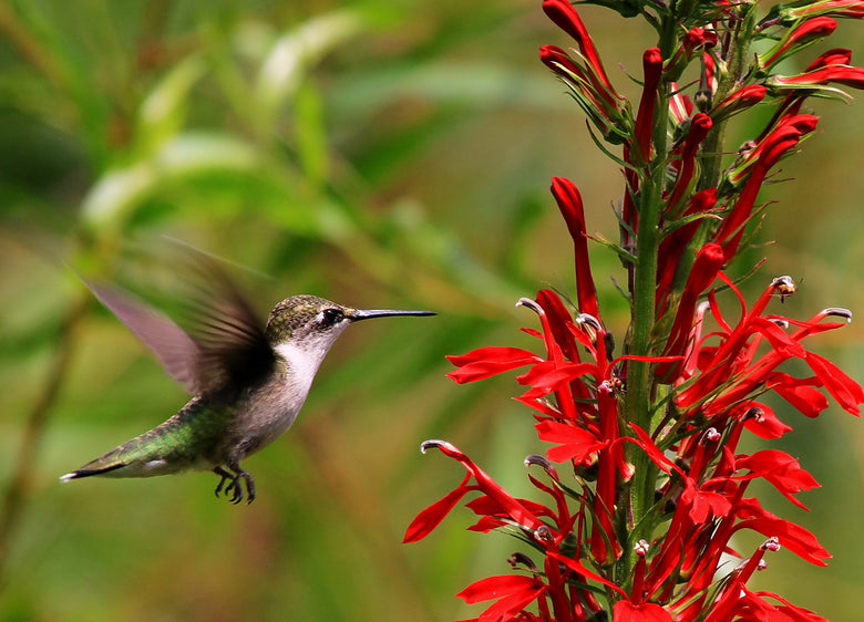 Hummingbird Favorites