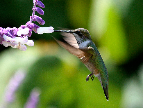 Attracting Pollinators
