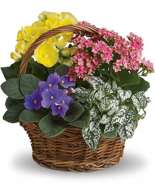 Spring Has Sprung Basket