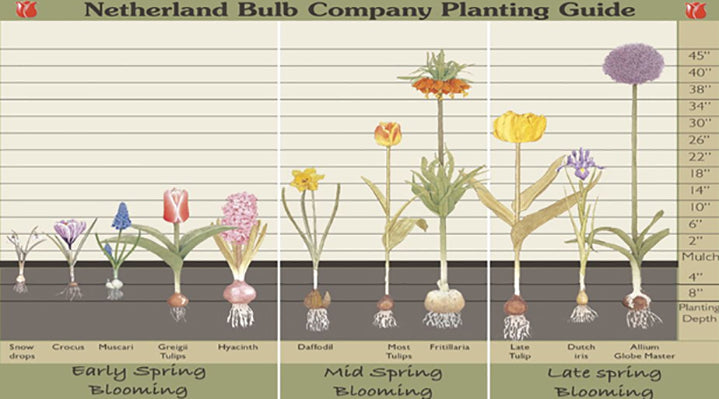 Bulb Planting Tips