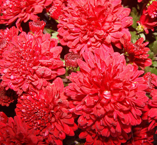 Happy Returns with Fall Mums