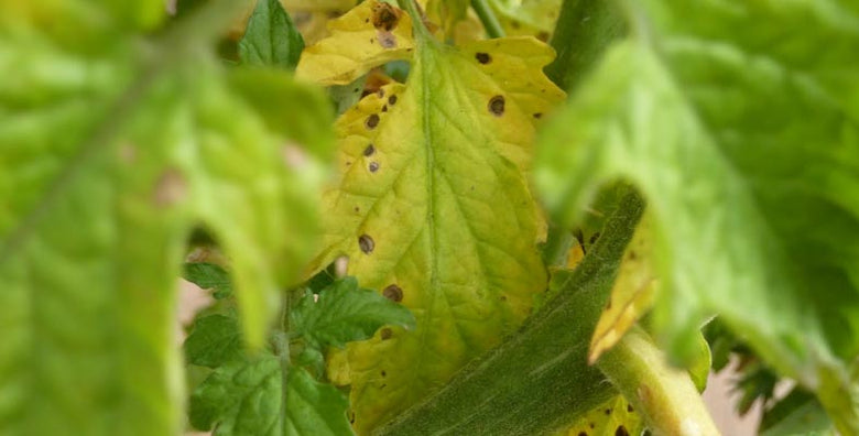 How to Fight Early Blight