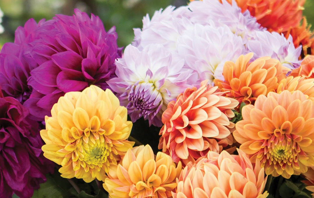 Jump Start Your Summer Bulbs