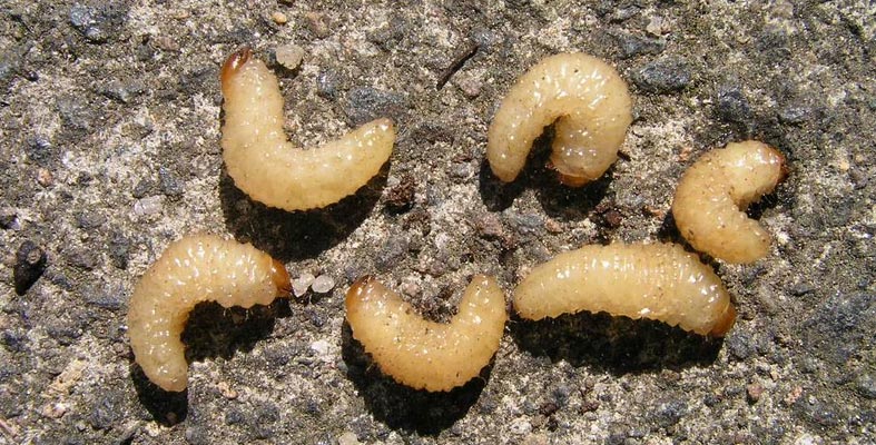 Got Grubs?