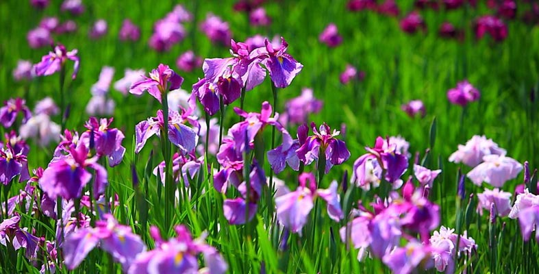 Iris Gardening