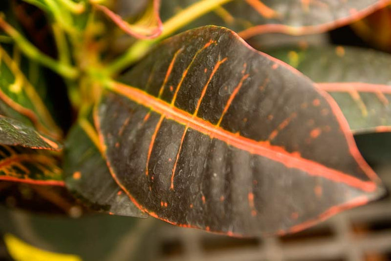 September Gardening Tasks