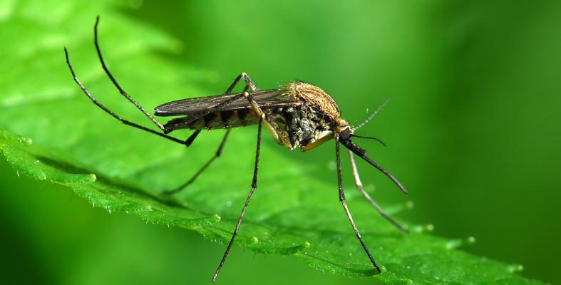 Mosquito Control for the Yard, Garden and Pond