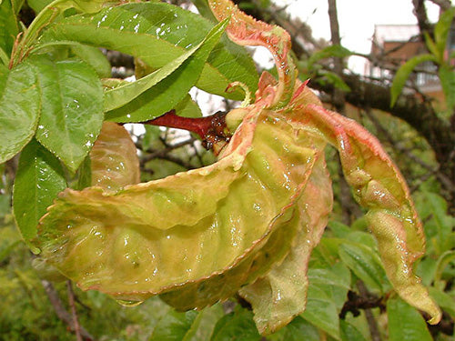 Peach Leaf Curl
