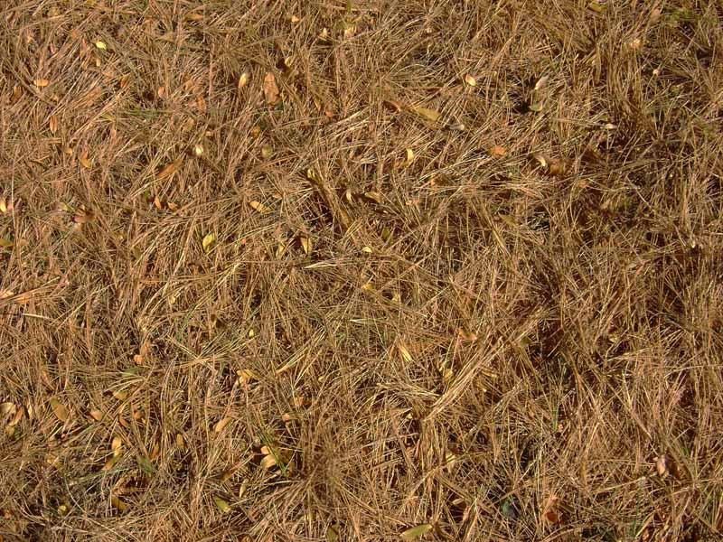 December Gardening Tasks
