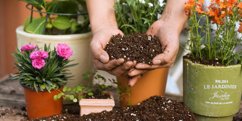 Pesche's Professional Potting and Planting Soil | Pesches Flowers & Garden  Center