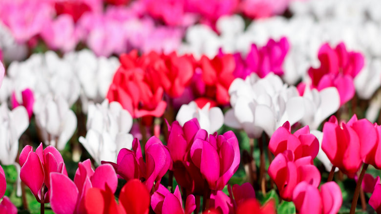 Cyclamen
