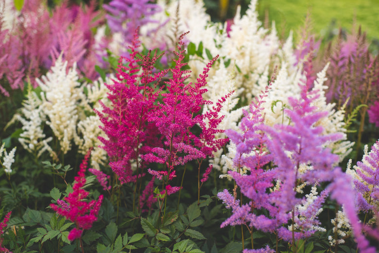 A Great Shade Plant!