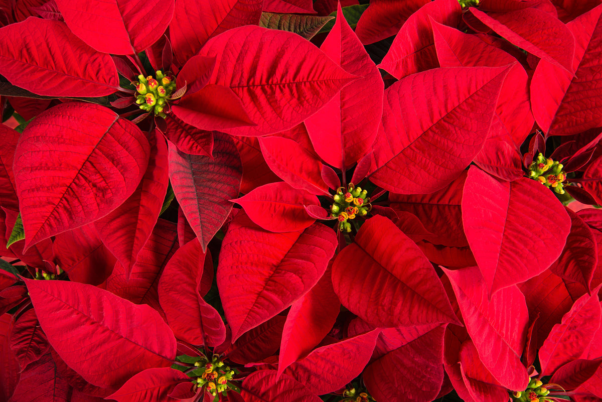How to Care for Your Poinsettia