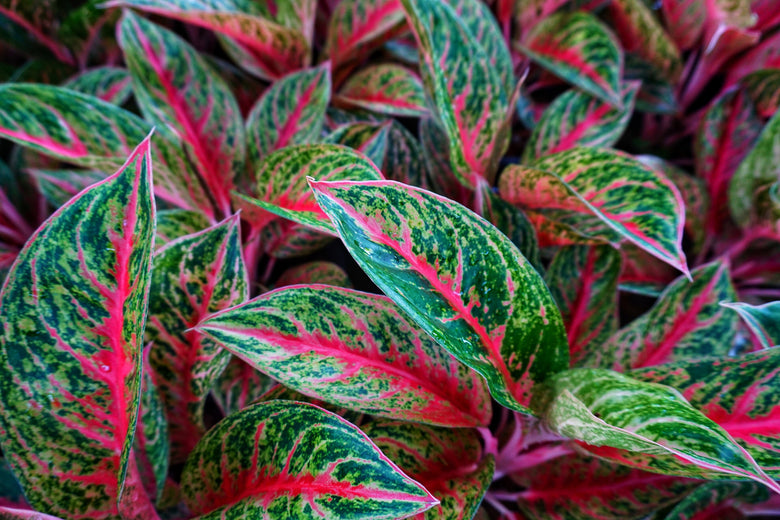 Chinese Evergreen