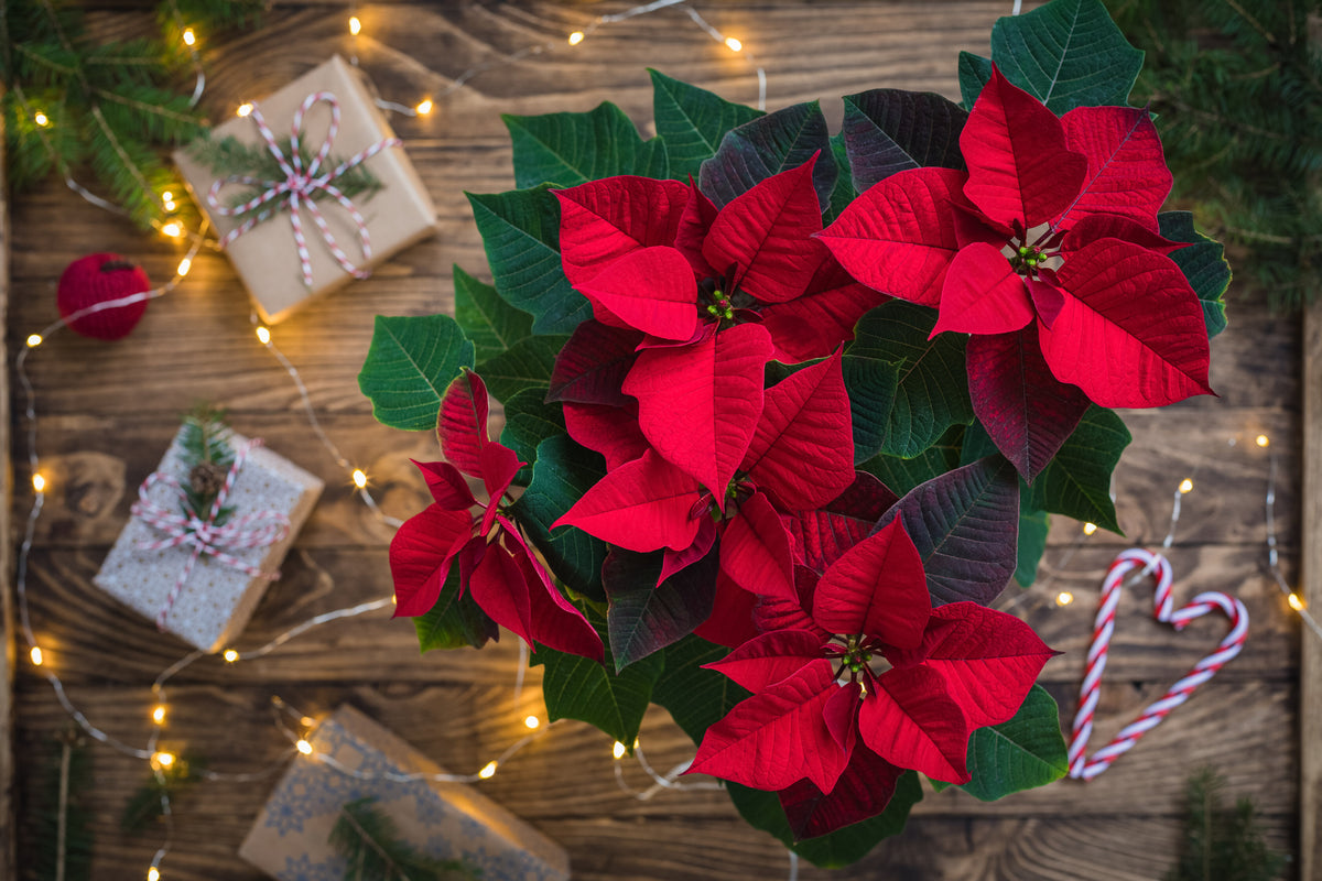 Poinsettias
