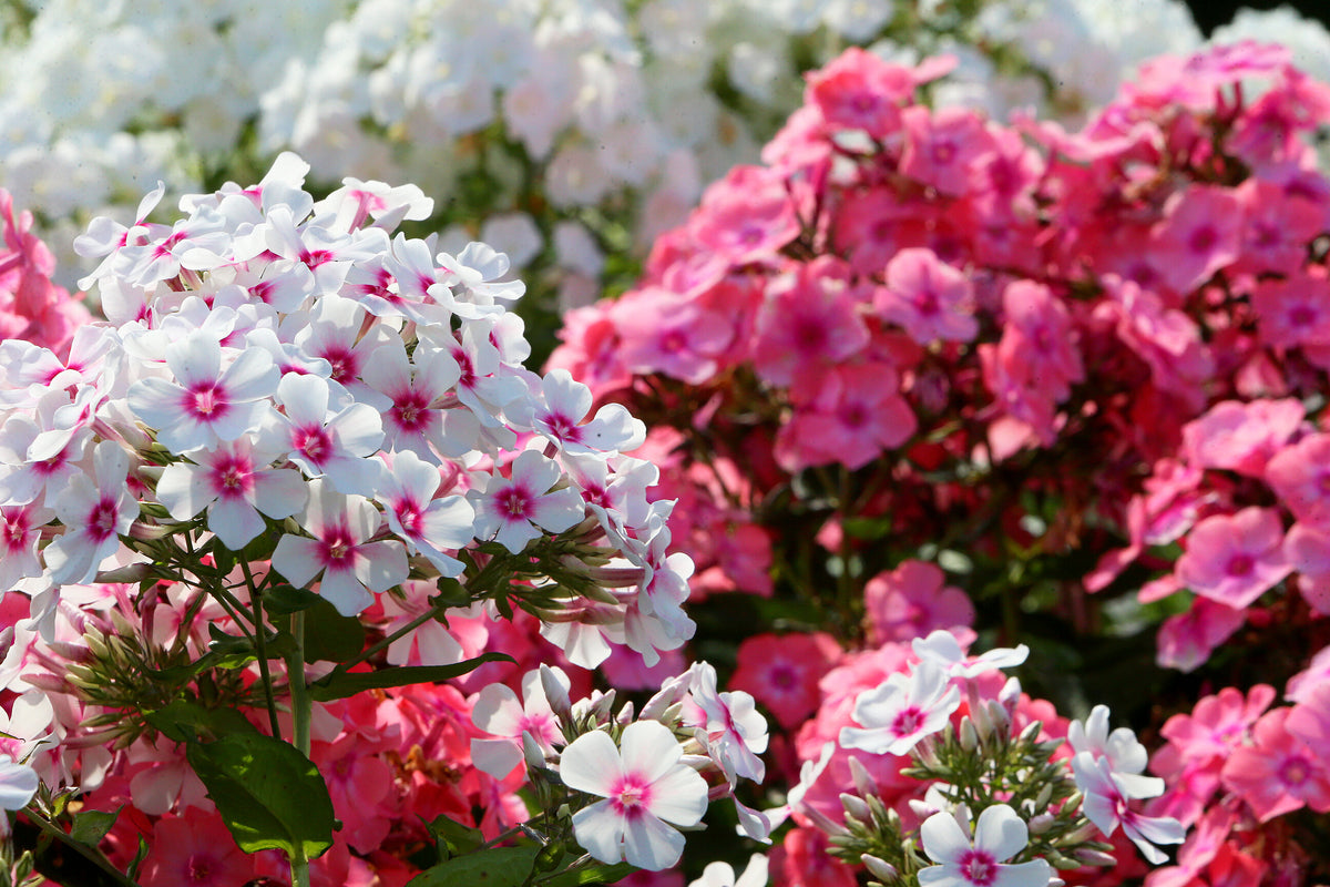Summer Phlox