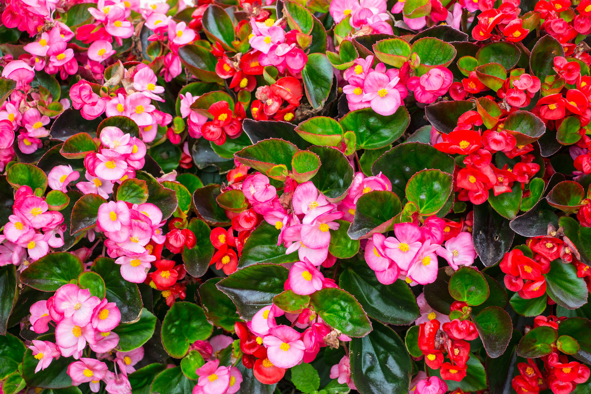 Bedding Begonias Never Fail