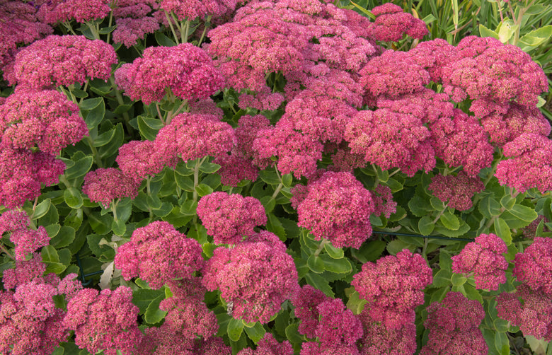 Showy Stonecrops - Late Color, Pollinator Value and Low Maintenance